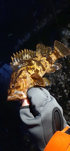 タケノコメバルの釣果