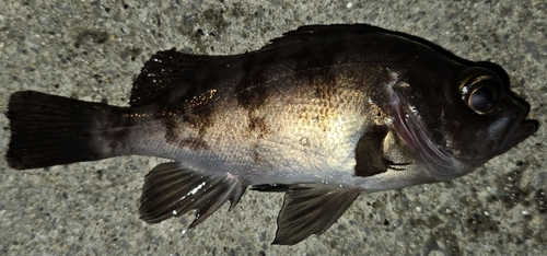 メバルの釣果