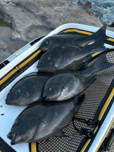 クチブトグレの釣果