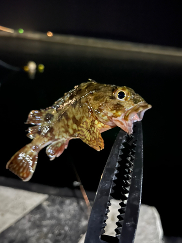 カサゴの釣果