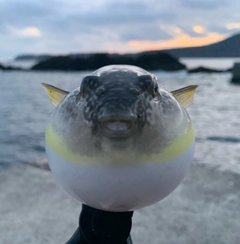 フグの釣果