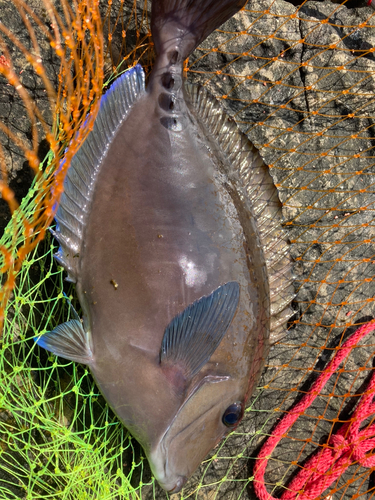 サンノジの釣果