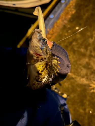 クロソイの釣果