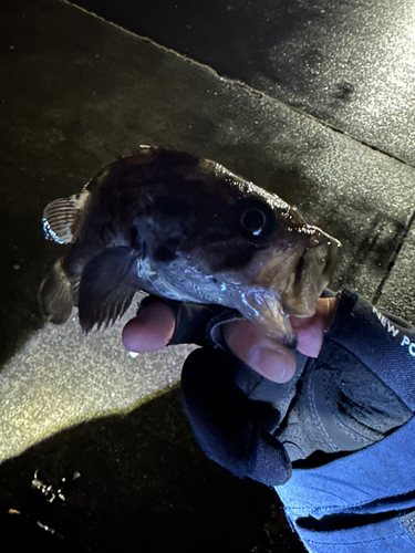 クロソイの釣果