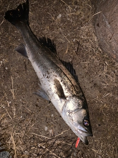 マルスズキの釣果