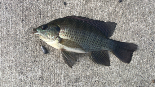 ナイルティラピアの釣果