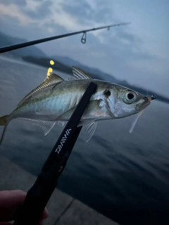 マアジの釣果