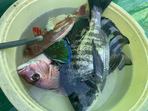 イシダイの釣果