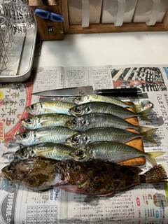 アジの釣果