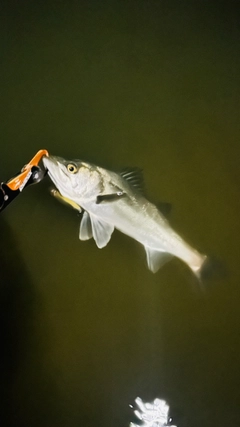 スズキの釣果