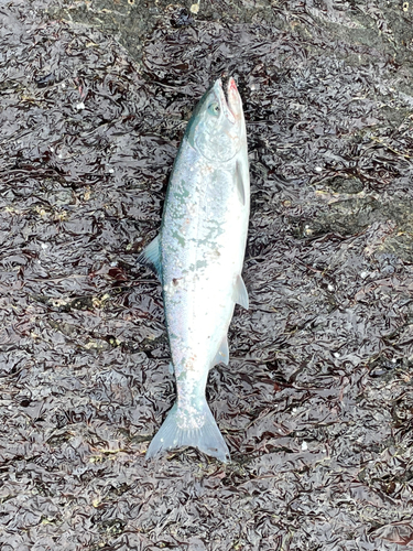 サクラマスの釣果