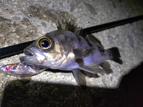 シロメバルの釣果