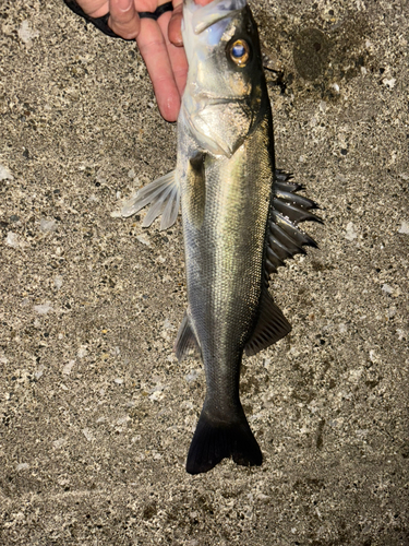 セイゴ（マルスズキ）の釣果