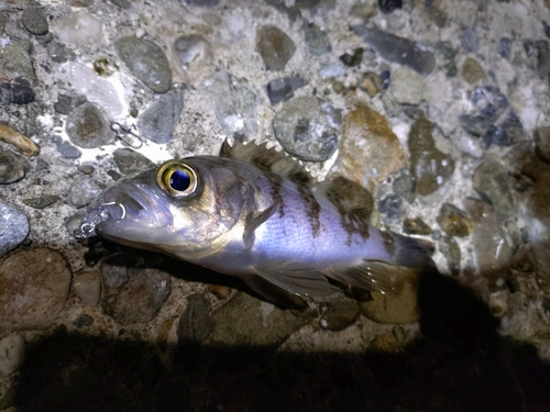 シロメバルの釣果