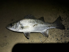 セイゴ（マルスズキ）の釣果