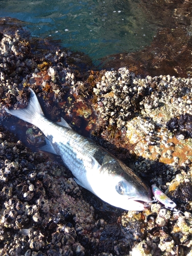 ボラの釣果