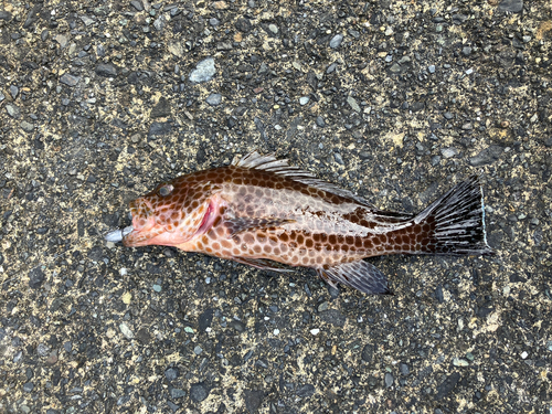 オオモンハタの釣果