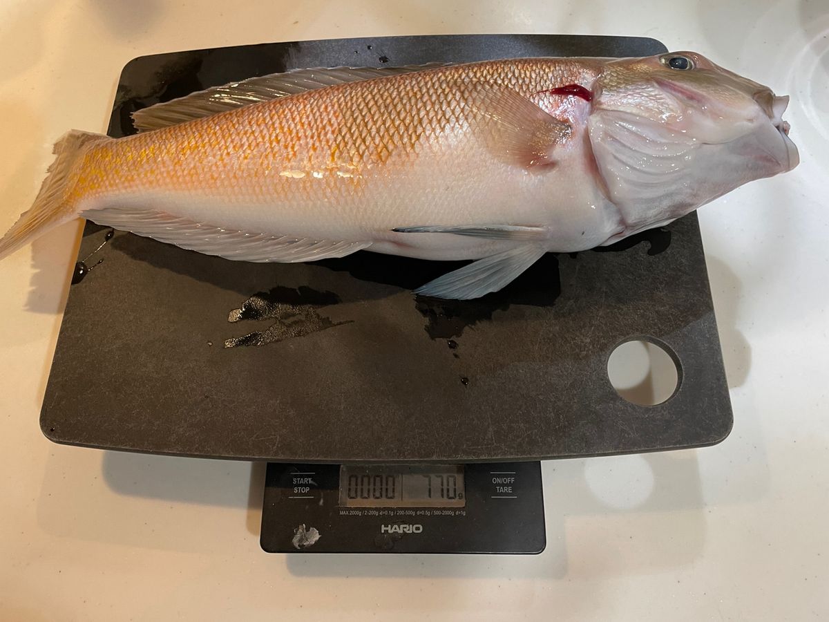 ANGLERSつんこさんの釣果 2枚目の画像