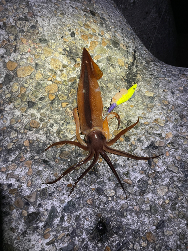 スルメイカの釣果