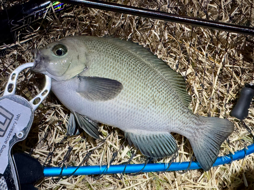 グレの釣果