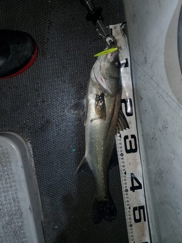 シーバスの釣果