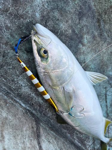 メジロの釣果