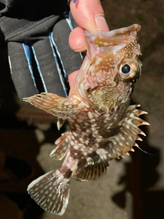 アラカブの釣果