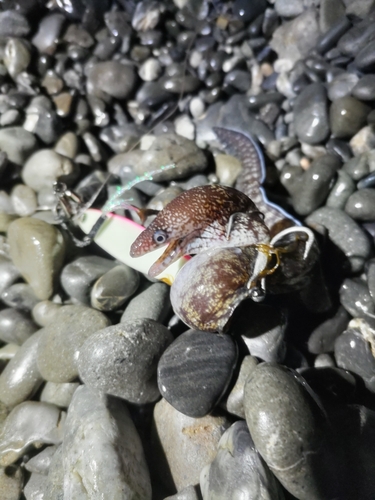 ウツボの釣果