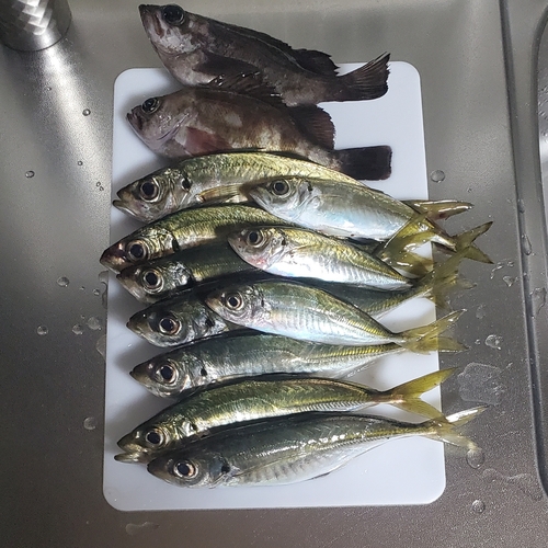 アジの釣果