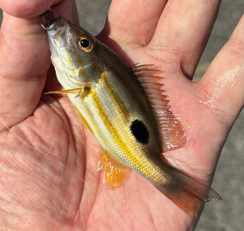 クロホシフエダイの釣果