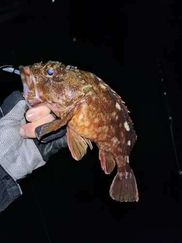 カサゴの釣果