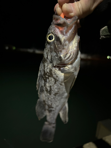 ソイの釣果