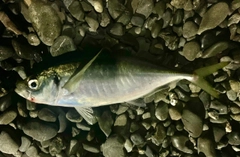 マアジの釣果