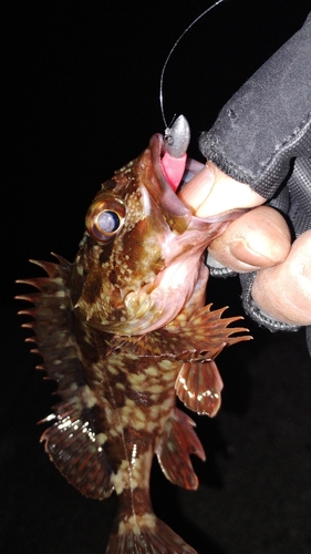 カサゴの釣果