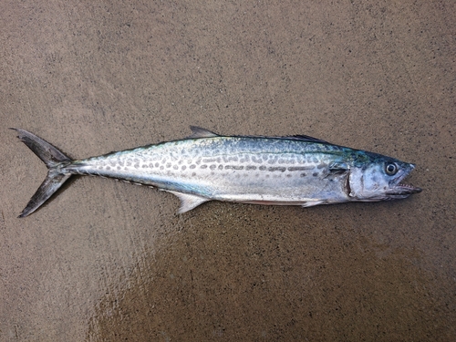 サゴシの釣果