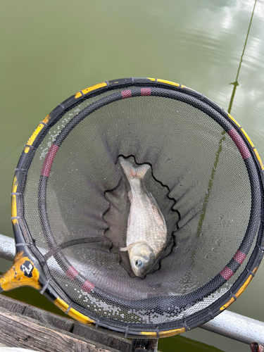 ヘラブナの釣果