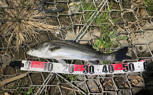 フッコ（マルスズキ）の釣果