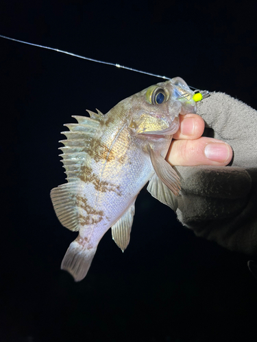 メバルの釣果