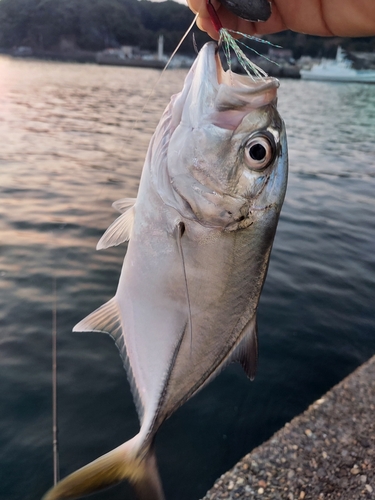 メッキの釣果