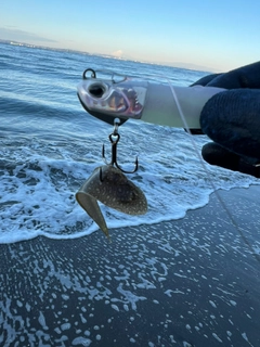 シタビラメの釣果