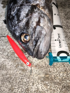 クロソイの釣果