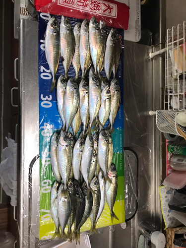 アジの釣果