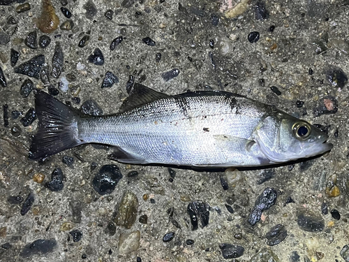 スズキの釣果