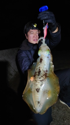 アオリイカの釣果