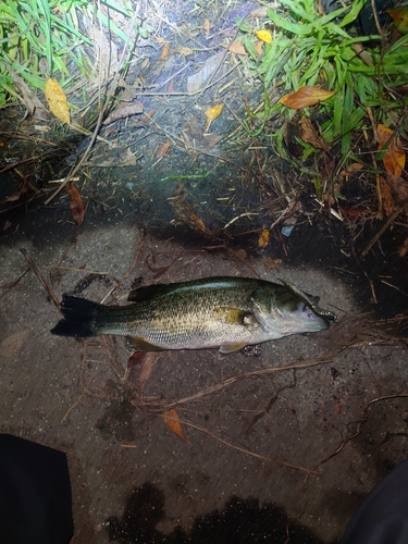 ブラックバスの釣果