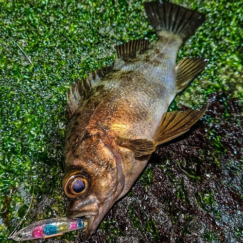 シロメバルの釣果