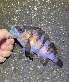 メバルの釣果