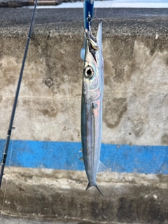 カマスの釣果