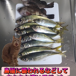 アジ