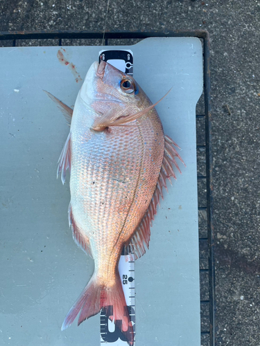 マダイの釣果